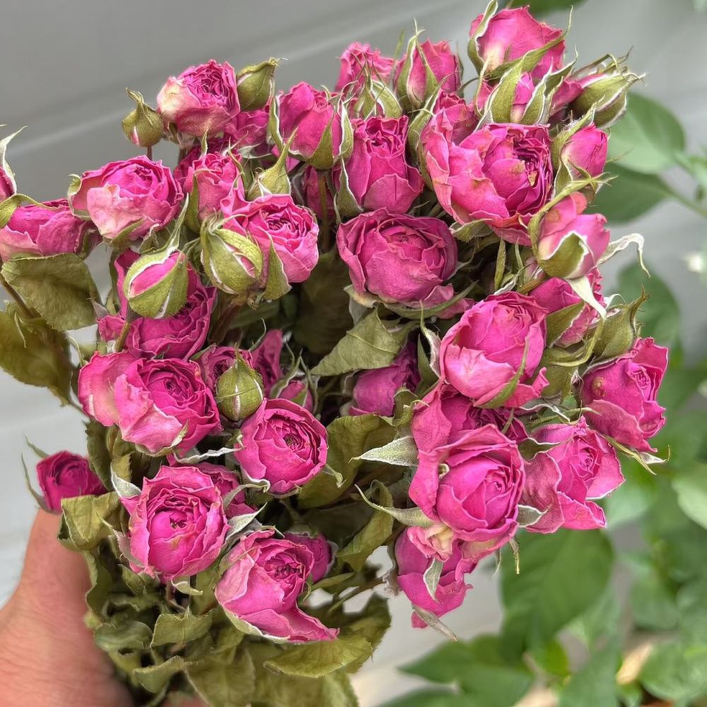 Buket Bunga Mawar Kering Alami - Resin Art Rose ulasan dan harga