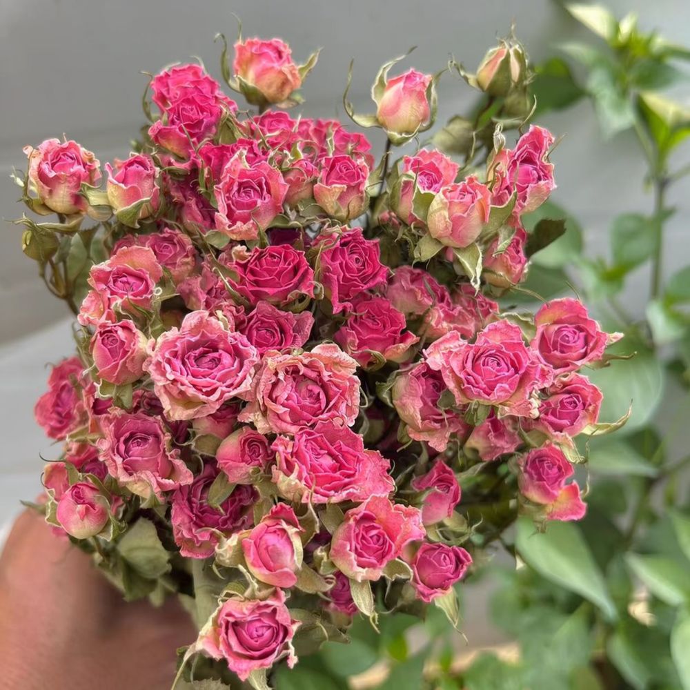 Bunga Mawar Kering Alami, Rang - Resin Art Rose ulasan dan harga